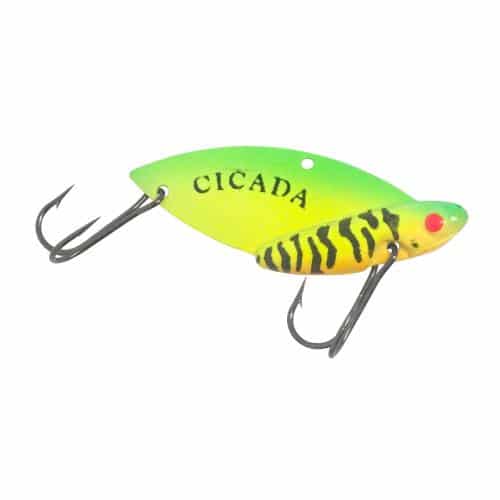 cicada usa